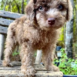 Goldendoodle Puppies from 24 Karat Doodles