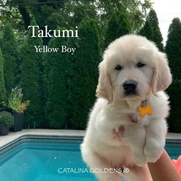 Golden Retriever Puppies from Catalina Goldens European Pedigree Companions®