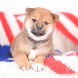 Naito - Red male Shiba Inu puppy in Neosho, Missouri from Sunny Terrace Shibas