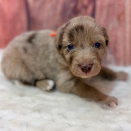 Corduroy - Orange Collar - Red merle male Australian Shepherd puppy in San Marcos, California from Faith Family Freedom Farm