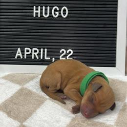 Hugo - Red fawn male Italian Greyhound puppy in Fredonia, Arizona from Black Hill Italian Greyhounds