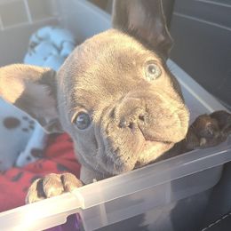 French Bulldog Puppies from Galm Frenchies