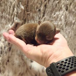 Clarice chocolate, tan - Chocolate and tan female Chihuahua puppy in Richmond, Virginia from Breens