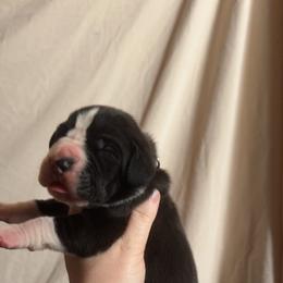 Beau - Mantle male Great Dane puppy in Tyler, Texas from Blessed By Danes