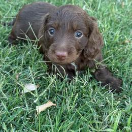 Chocolate girl - Chocolate female Dachshund puppy in Buckeye, Arizona from Ryder's Roundup