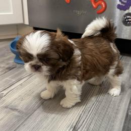 Snickers - Red and white male Shih Tzu puppy in Hermiston, Oregon from Butterfly Shih Tzu Pups