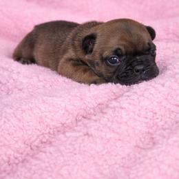 Bambi - Tricolors female French Bulldog puppy in Maplewood, New Jersey from Poos&Bulls Keepsake