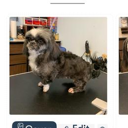 Rosey - Brindle and white female Shih Tzu puppy in Manlius, New York from Dorothy Agrippino's Shih Tzus