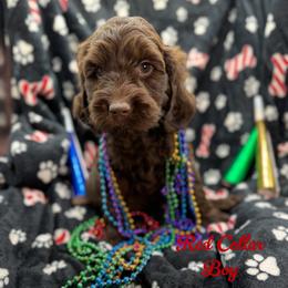 Bunker - Chocolate male Australian Labradoodle puppy in Rhode Island from Highland Beach Labradoodles