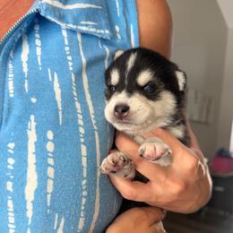 Girl 1 - Black and white female Alaskan Klee Kai puppy in Beverly Hills, Florida from Lucky Charm Klee Kai