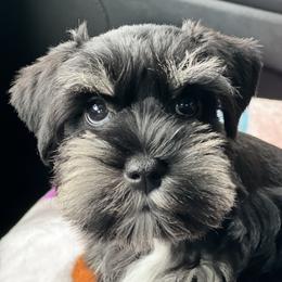 Miniature Schnauzer Puppies from Fraizer Farms