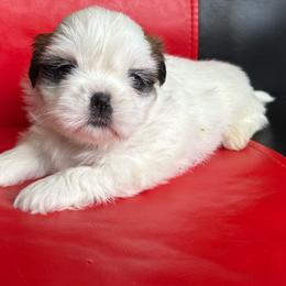 Lily - Tricolor female Shih Tzu puppy in Weeki Wachee, Florida from Svitlana Geist