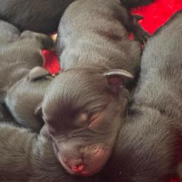 Ranger - Black and silver male Miniature Schnauzer puppy in Liberty, Texas from Texas Small Town Schnauzers