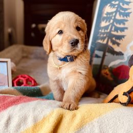 Golden Retriever Puppies from TaylerMade Goldens