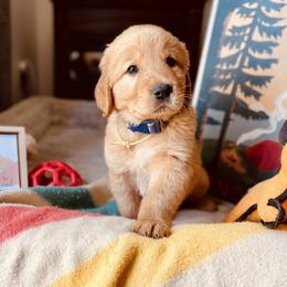 Golden Retriever Puppies from TaylerMade Goldens