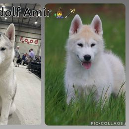 Siberian Husky Puppies from Bleu Skies Siberian Huskies