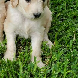 Goldendoodle and Poodle Puppies from The Doodle Patch
