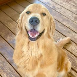 Nana - Golden Retriever
