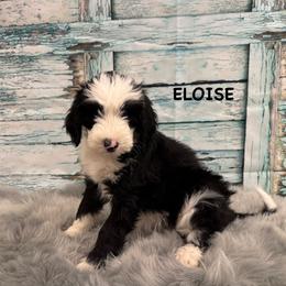 Eloise - Black and white female Sheepadoodle puppy in Blackfoot, Idaho from Son of a Poodle Sheepadoodles
