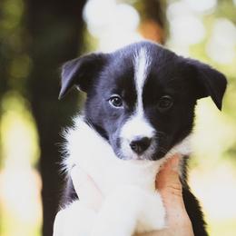 Mel - Black female Border Collie puppy in Dallas, Texas from Effervescent Border Collies
