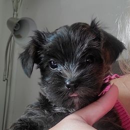 Gypsy ( Brindle ) - Black and gold female Yorkipoo puppy in Cottageville, South Carolina from Mandy's Yorkie's , Yorkiepoo's & Maltipoo's