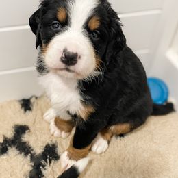 Bernedoodle and Bernese Mountain Dog Puppies from MI Doodles