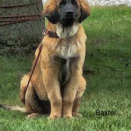 Leonberger and Miniature Australian Shepherd Puppies from Bear Pond Aussies / Leonbergers of Maine