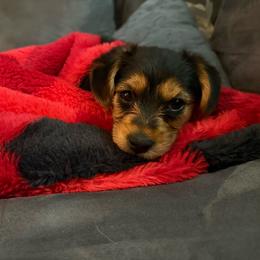 Plato - Black and tan male Morkie puppy in Lawrenceville, Georgia from Georgias Finest Puppies