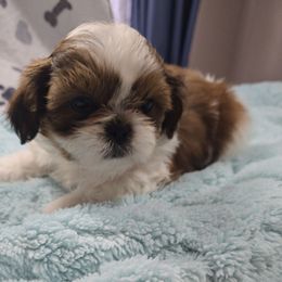 Bella - Liver and white female Shih Tzu puppy in Filer, Idaho from Shih Tzu Kennels