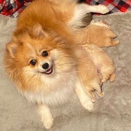 French Bulldogs and Pomeranians from P3 POM’S AND PUPPIES