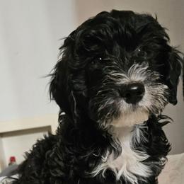 Girl 1 - Black female Whoodle puppy in O'neill, Nebraska from Willowdale Doodles