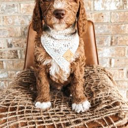 Goldendoodle Puppies from The Doting Doodle