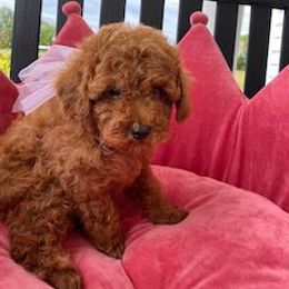 Poodle Puppies from Curly Top Poodles
