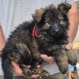 Red Girl 2 - Sable female German Shepherd puppy in Lake George, Colorado from High Country German Shepherds