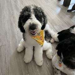 Labradoodle and Saint Berdoodle Puppies from ProAct Canines