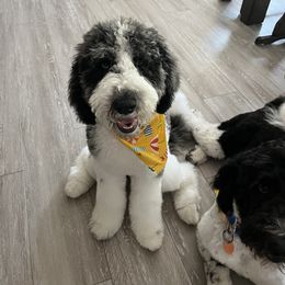 Labradoodle and Saint Berdoodle Puppies from ProAct Canines
