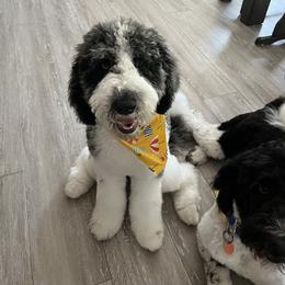 Labradoodle and Saint Berdoodle Puppies from ProAct Canines
