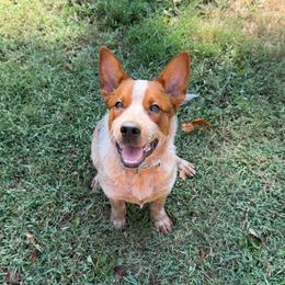 Red - Australian Cattle Dog