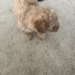 Poodle Puppies from ItalianToyPoodles