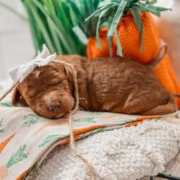 Marfa - Red  female Goldendoodle puppy in Iola, Texas from Supreme Doodles of Texas