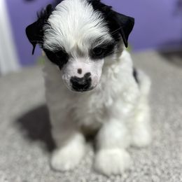 Puff Boy - White and black male Chinese Crested puppy in Tomball, Texas from Gracieux Chinese Cresteds