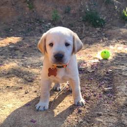 Labrador Retriever Puppies from Labrador Trails