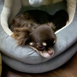 Tootsie - Chihuahua