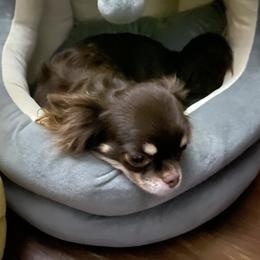 Tootsie - Chihuahua
