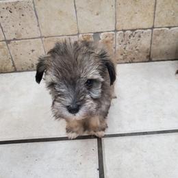 Myrtle - Liver female Miniature Schnauzer puppy in Sandy, Utah from Phantom League Schnauzers