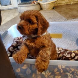 Cavapoo Puppies from Gold Country Doodles