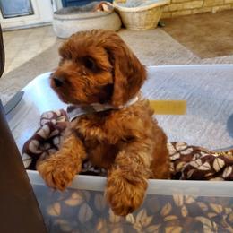 Cavapoo Puppies from Gold Country Doodles