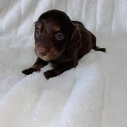 Selah - Chocolate and tan female Dachshund puppy in San Diego, California from Enchantables