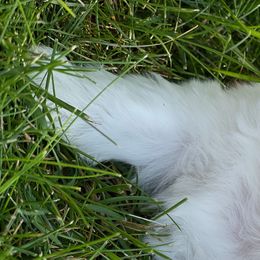 Shih Tzus from Chicago Shih Tzu Love