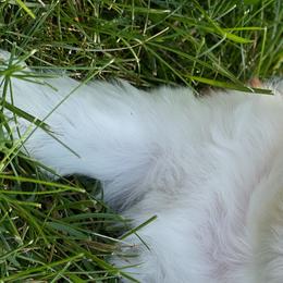 Shih Tzus from Chicago Shih Tzu Love
